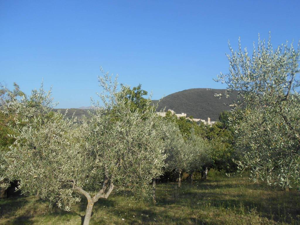 Terreno a Spoleto in Strada di Collerisana - Foto 2