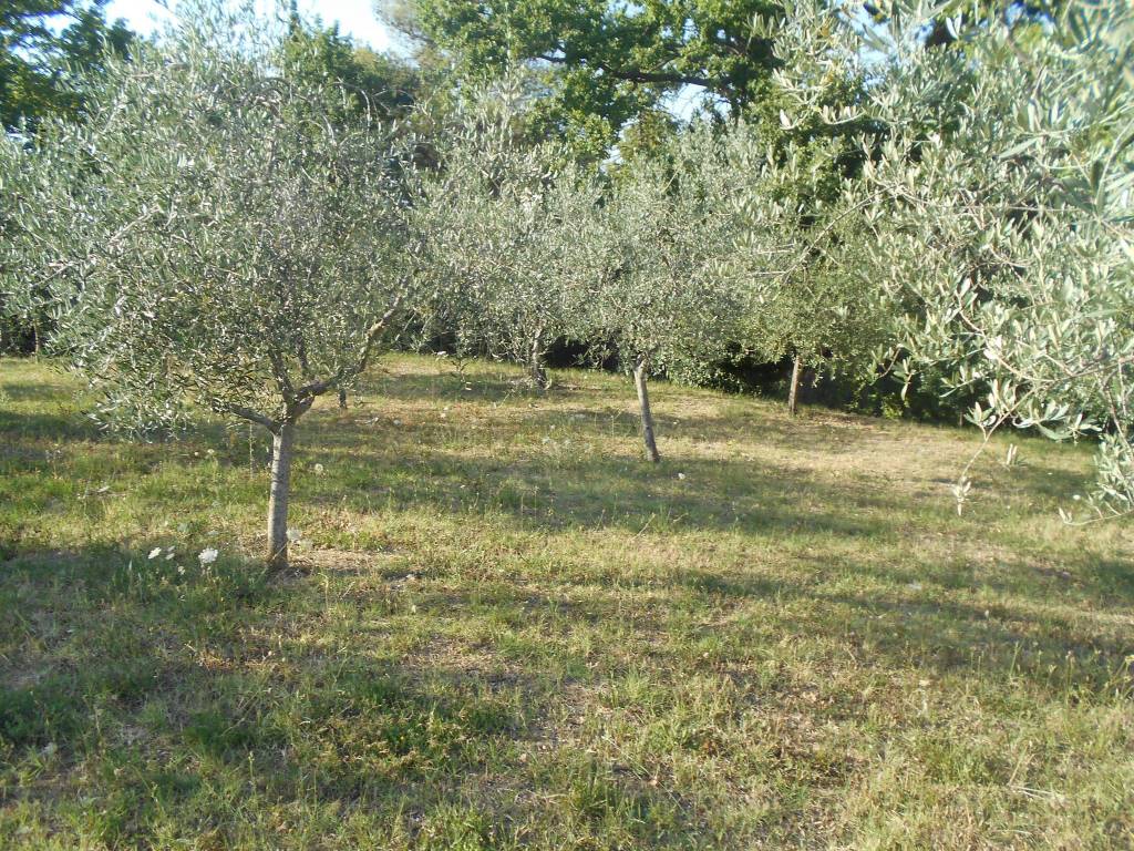 Terreno a Spoleto in Strada di Collerisana - Foto 3