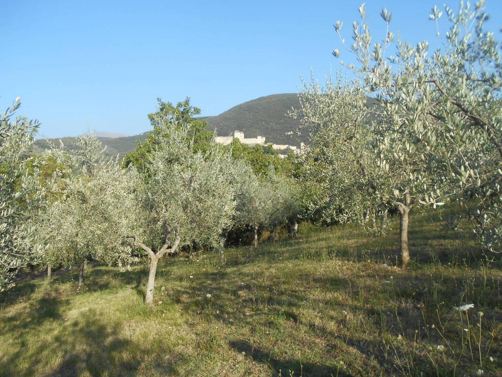 Terreno a Spoleto in Strada di Collerisana - Foto 4