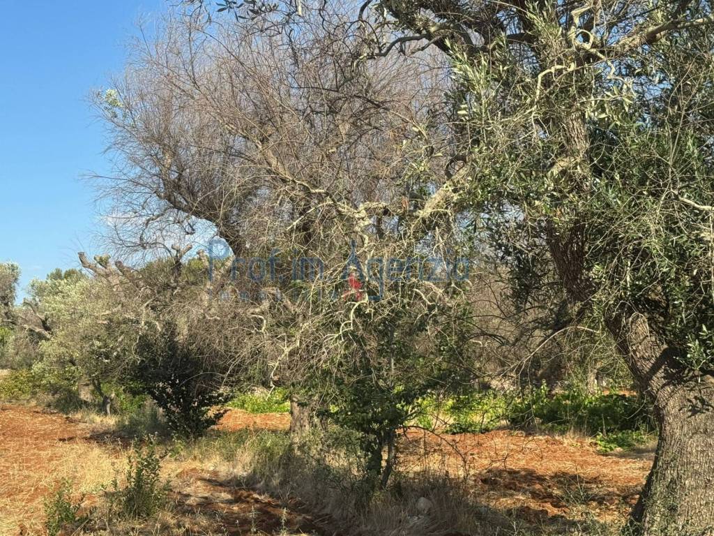 Terreno a San vito dei normanni - Foto 2
