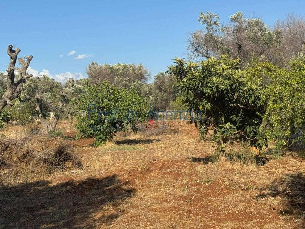 Terreno a San vito dei normanni - Foto 3