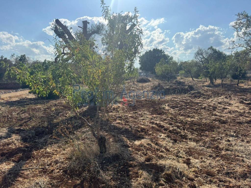 Terreno a San vito dei normanni - Foto 5