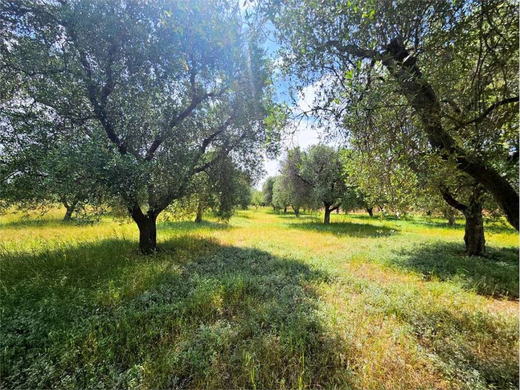 Rustico / casale a Carovigno - Foto 2