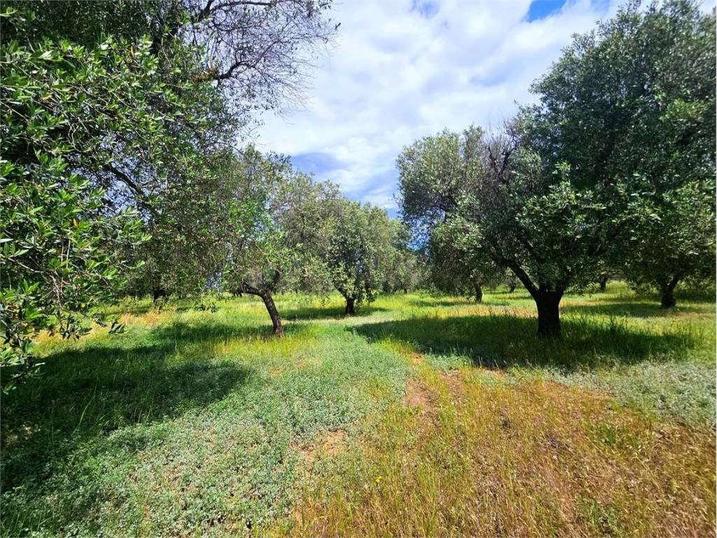 Rustico / casale a Carovigno - Foto 3