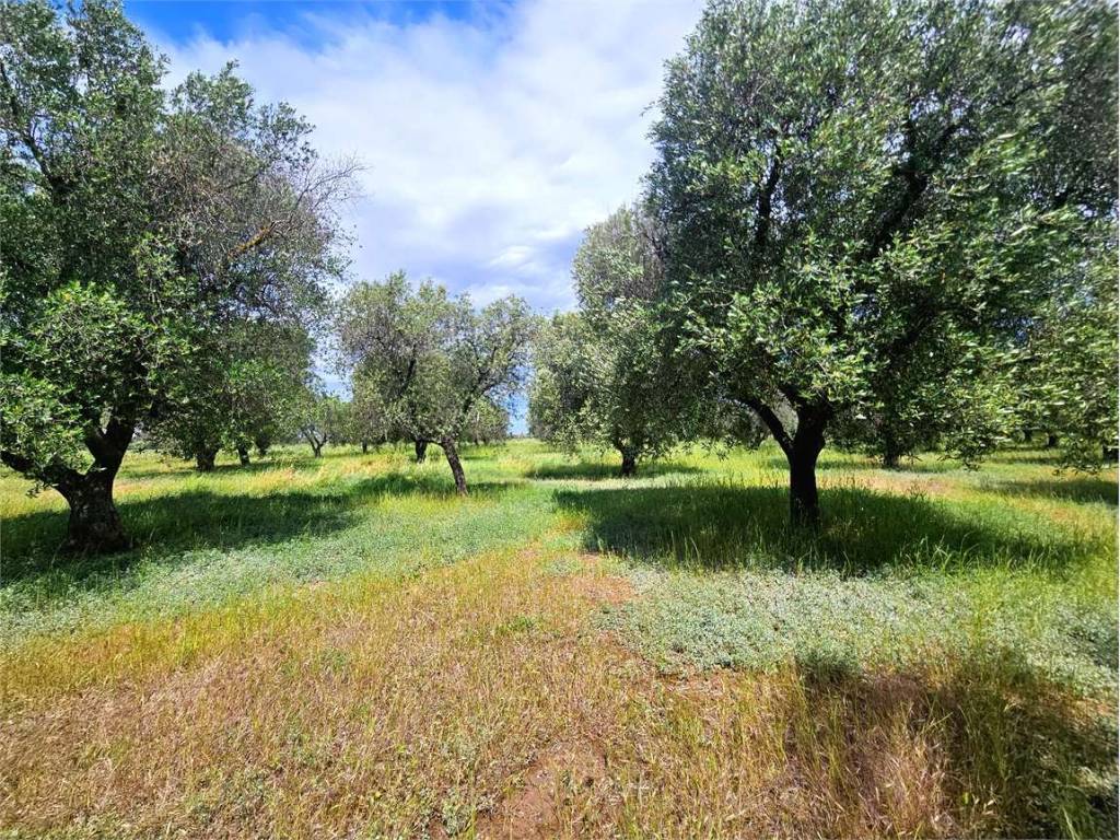 Rustico / casale a Carovigno - Foto 4