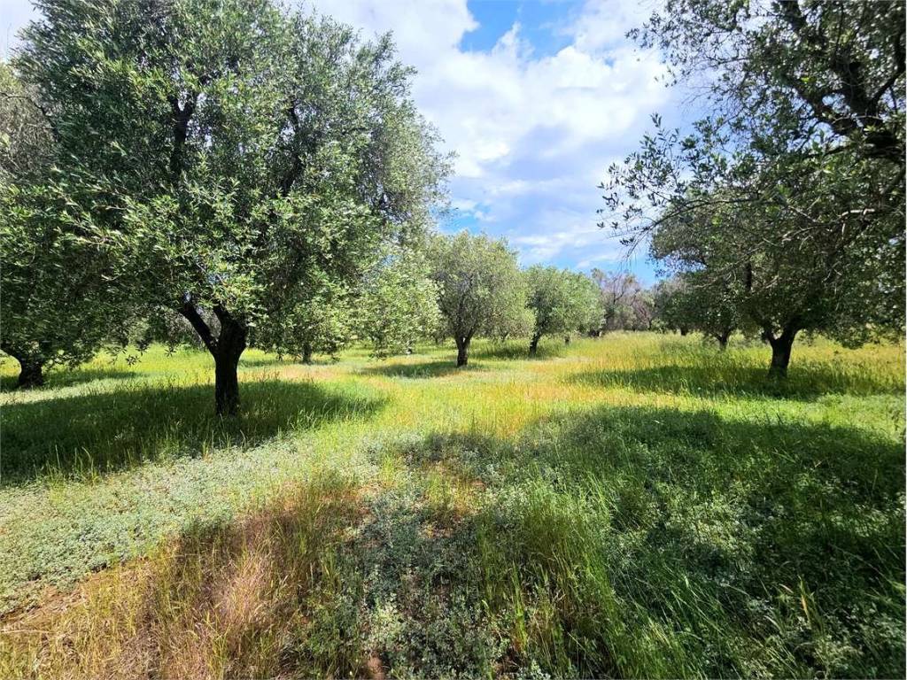 Rustico / casale a Carovigno - Foto 5