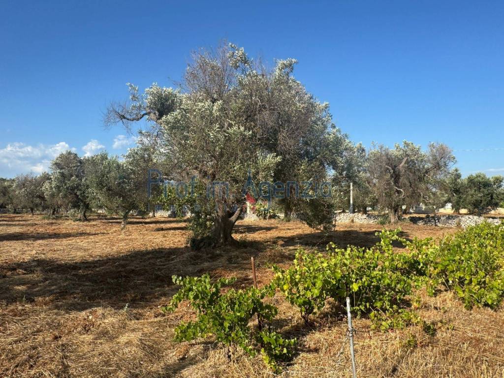 Terreno a San vito dei normanni - Foto 2