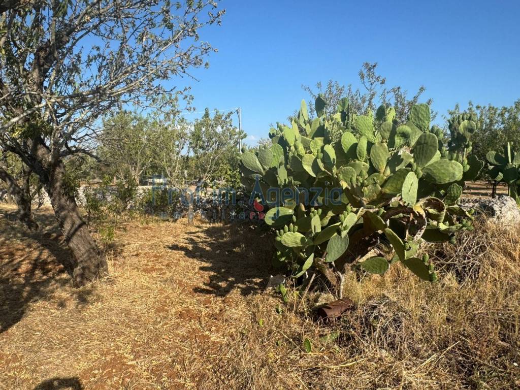 Terreno a San vito dei normanni - Foto 3