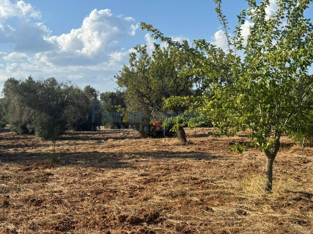 Terreno a San vito dei normanni - Foto 5