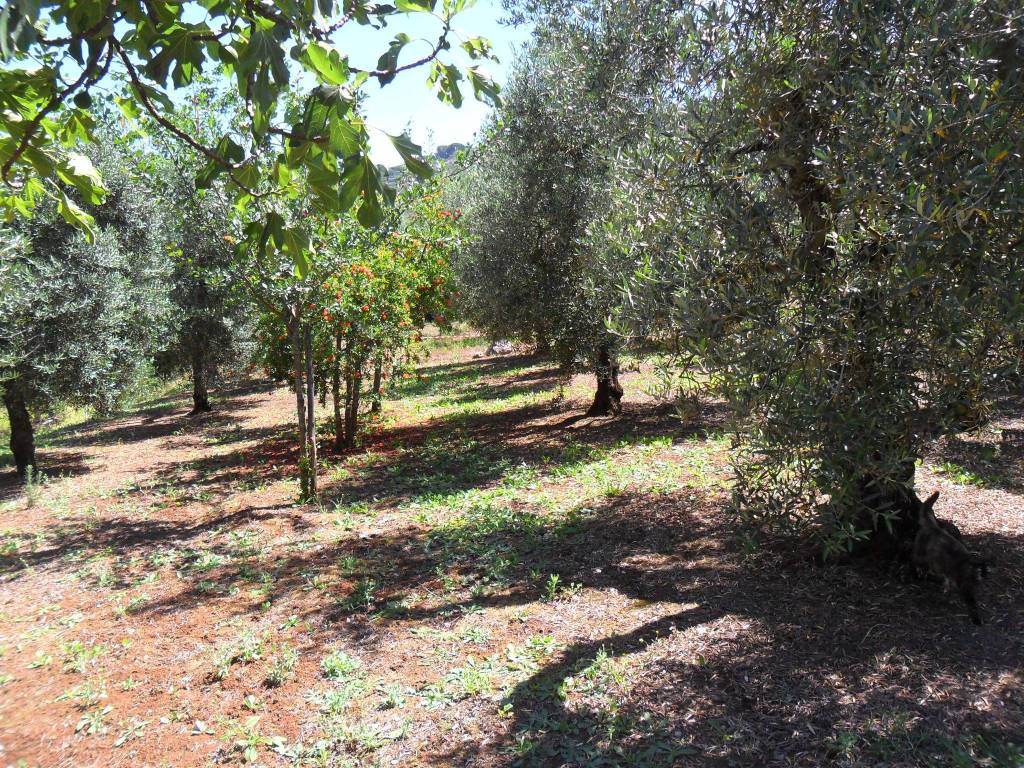 Terreno a Itri in Strada Provinciale Itri Sperlonga, 95 - Foto 2