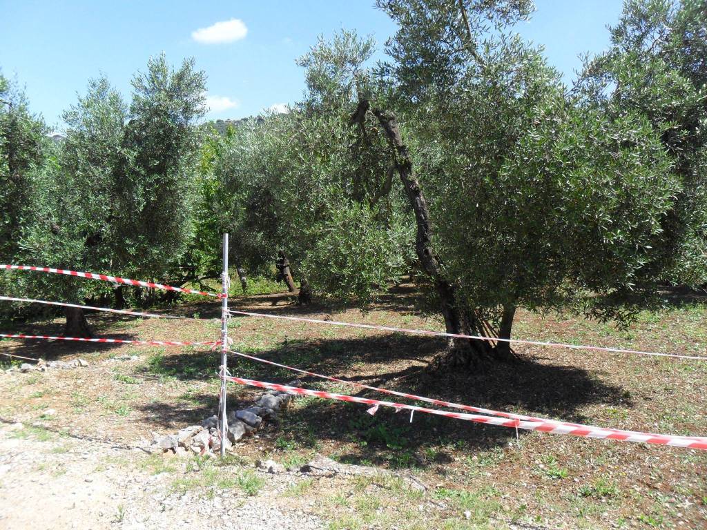 Terreno a Itri in Strada Provinciale Itri Sperlonga, 95 - Foto 4