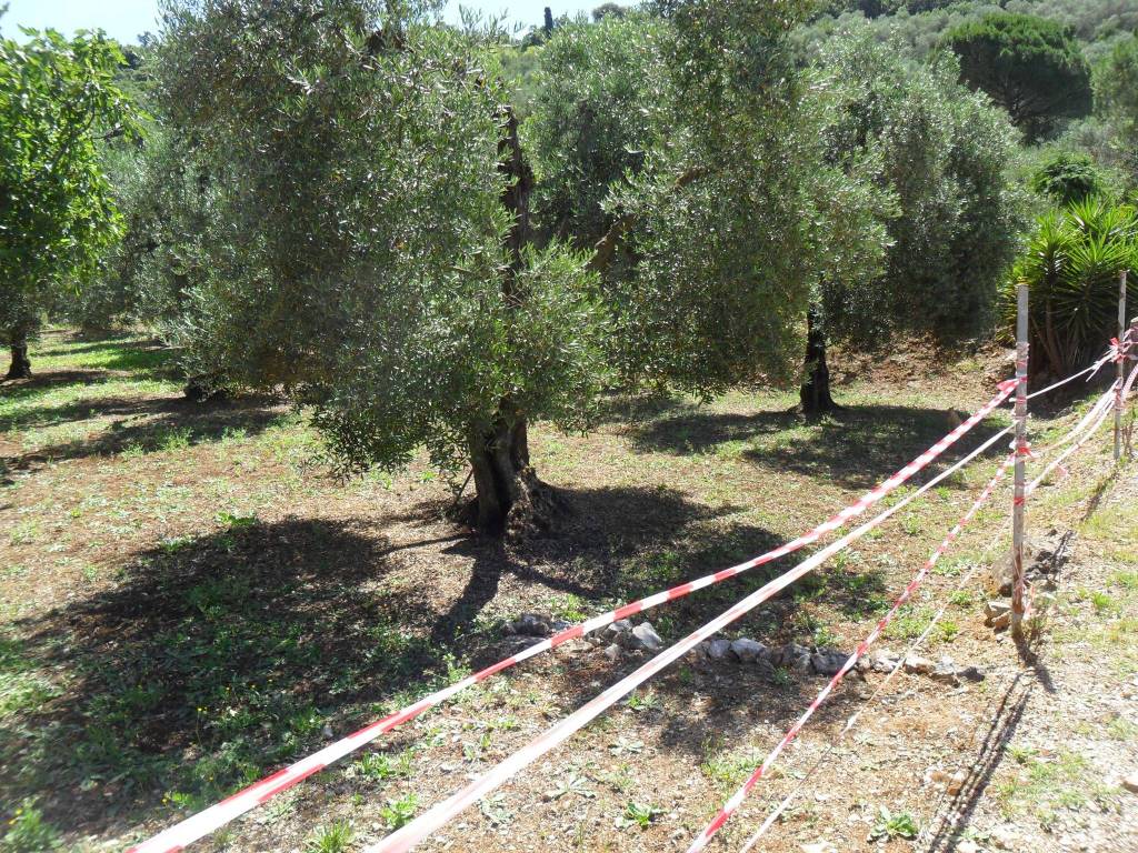 Terreno a Itri in Strada Provinciale Itri Sperlonga, 95 - Foto 5