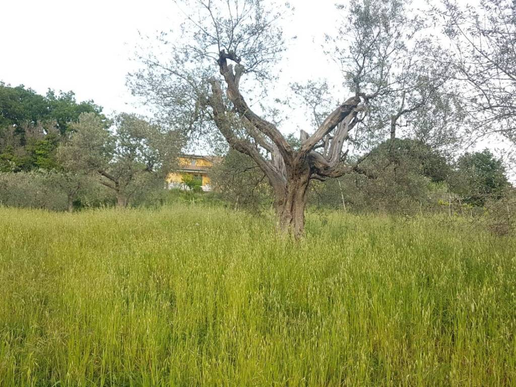 Terreno a Foglianise in Via Ospedale - Foto 3
