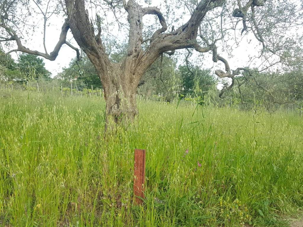 Terreno a Foglianise in Via Ospedale - Foto 4