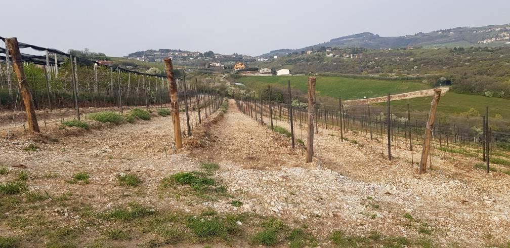Terreno a Grezzana - Foto 3