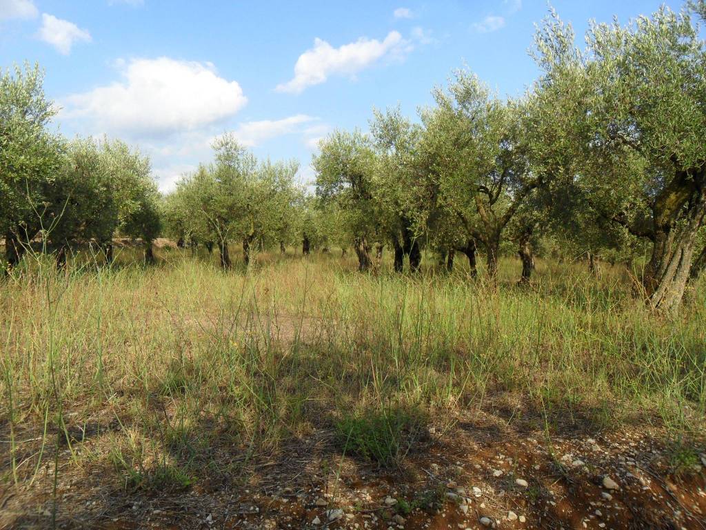 Terreno a Formia in Via Le Starze - Foto 4