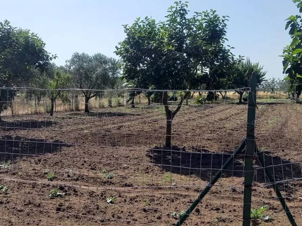 Terreno a Altamura in Diga Saglioccia S.N.C. - Foto 2