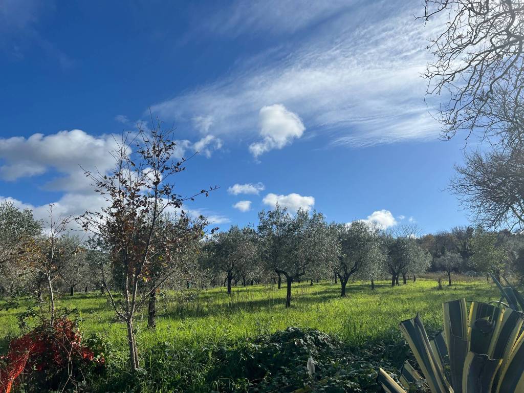 Terreno a Altavilla silentina in Contrada Santa Lucia - Foto 4