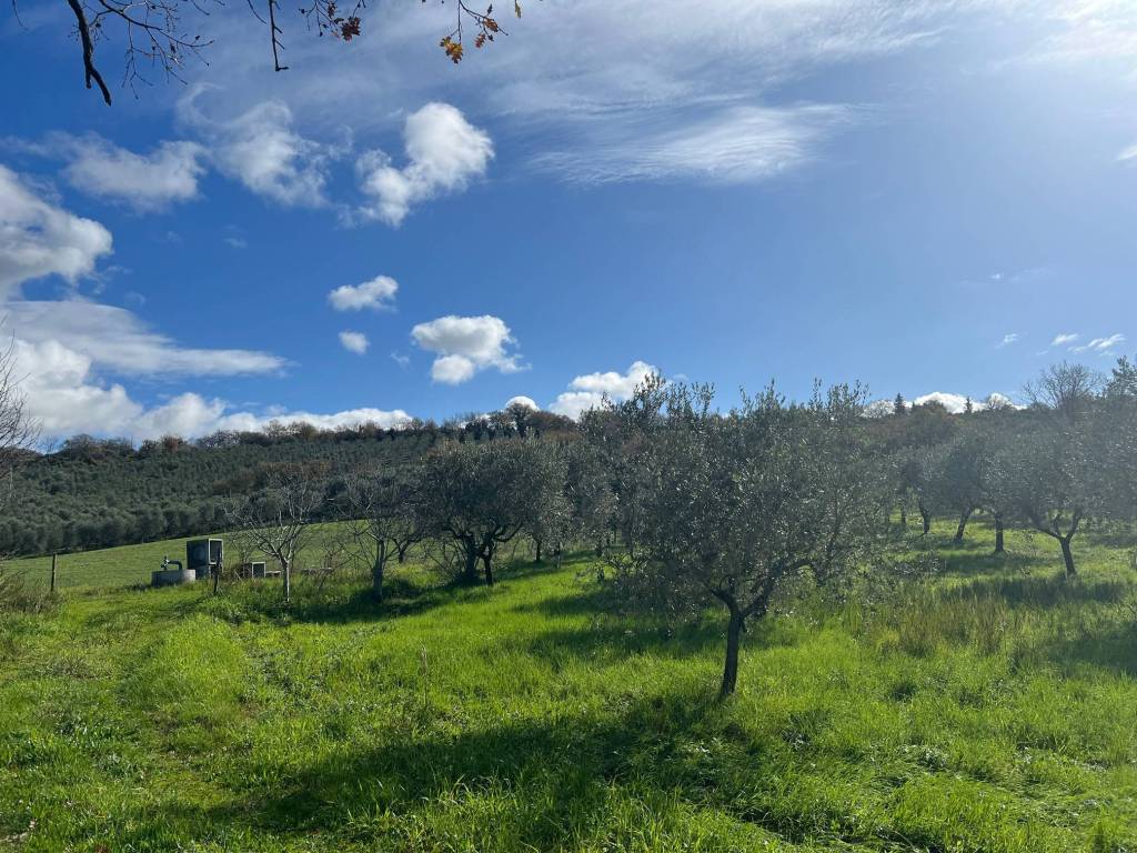 Terreno a Altavilla silentina in Contrada Santa Lucia - Foto 5