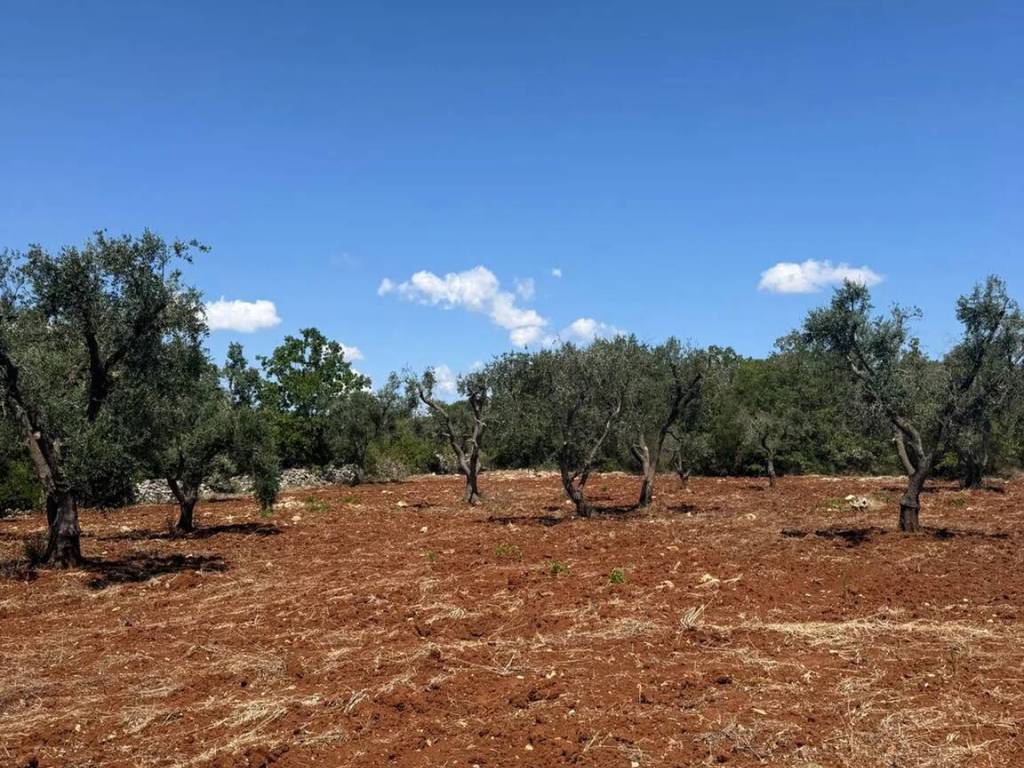 Terreno a Carovigno in Contrada Citrignano No Number - Foto 3