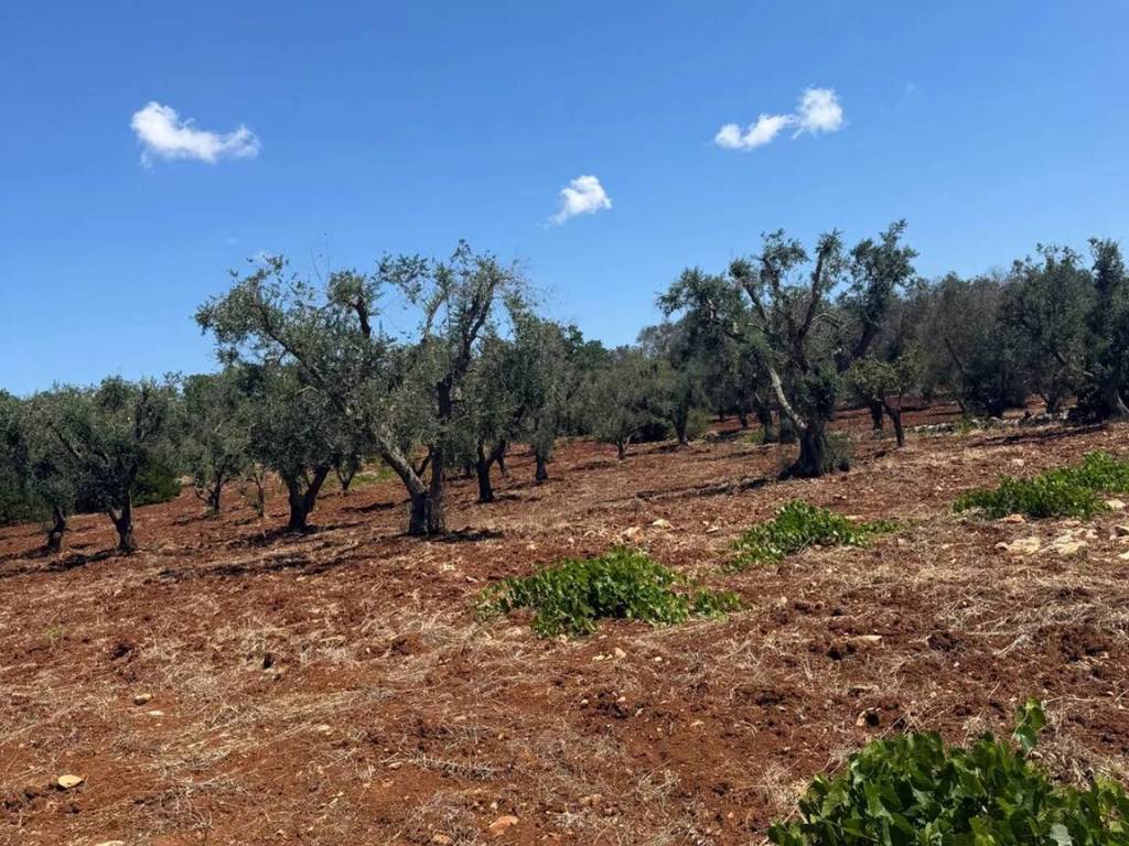 Terreno a Carovigno in Contrada Citrignano No Number - Foto 4