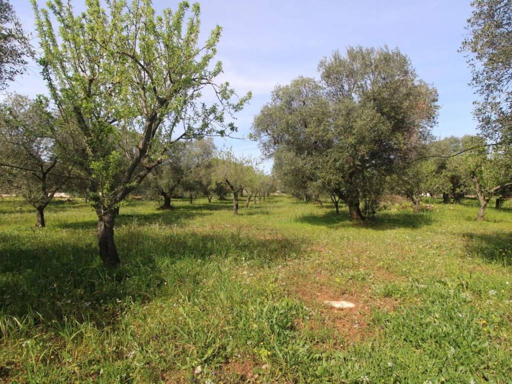 Terreno a Carovigno in Contrada Aspri No Number - Foto 2