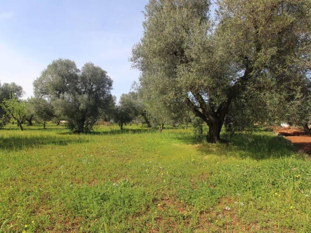 Terreno a Carovigno in Contrada Aspri No Number - Foto 3