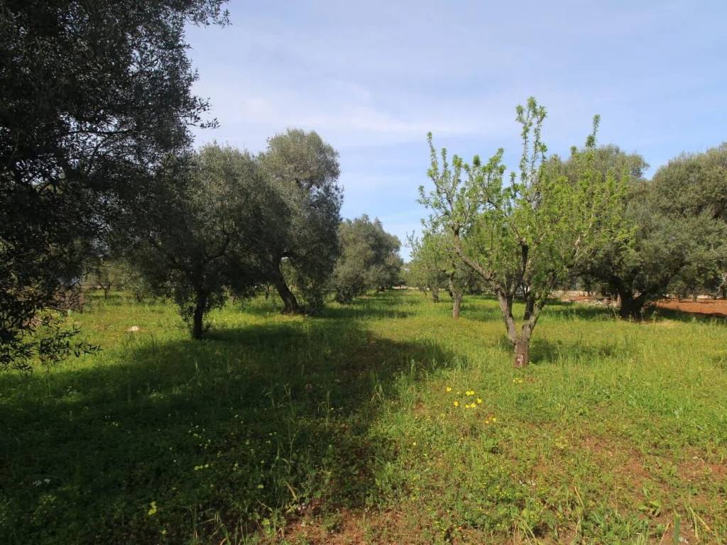 Terreno a Carovigno in Contrada Aspri No Number - Foto 4