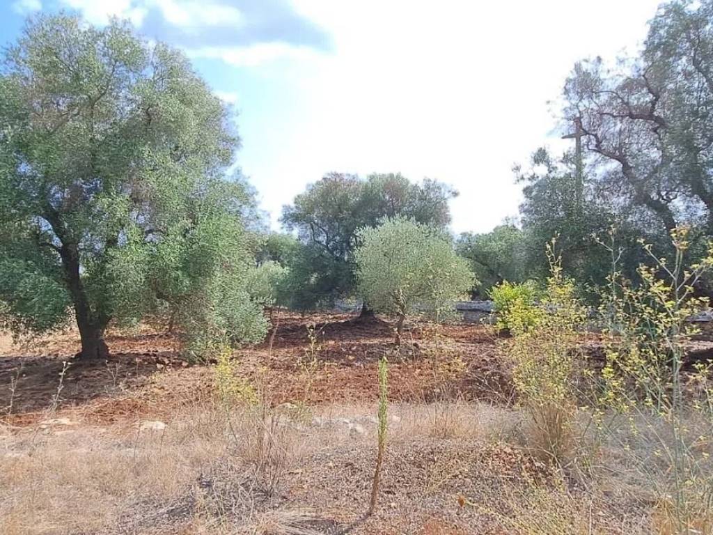 Terreno a Carovigno in Contrada Ammazzaciuccio No Number - Foto 3