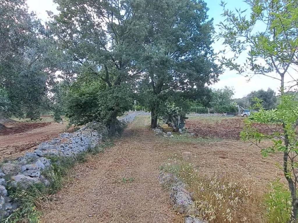 Rustico / casale a Carovigno in Contrada Macchia Grande No Number - Foto 3