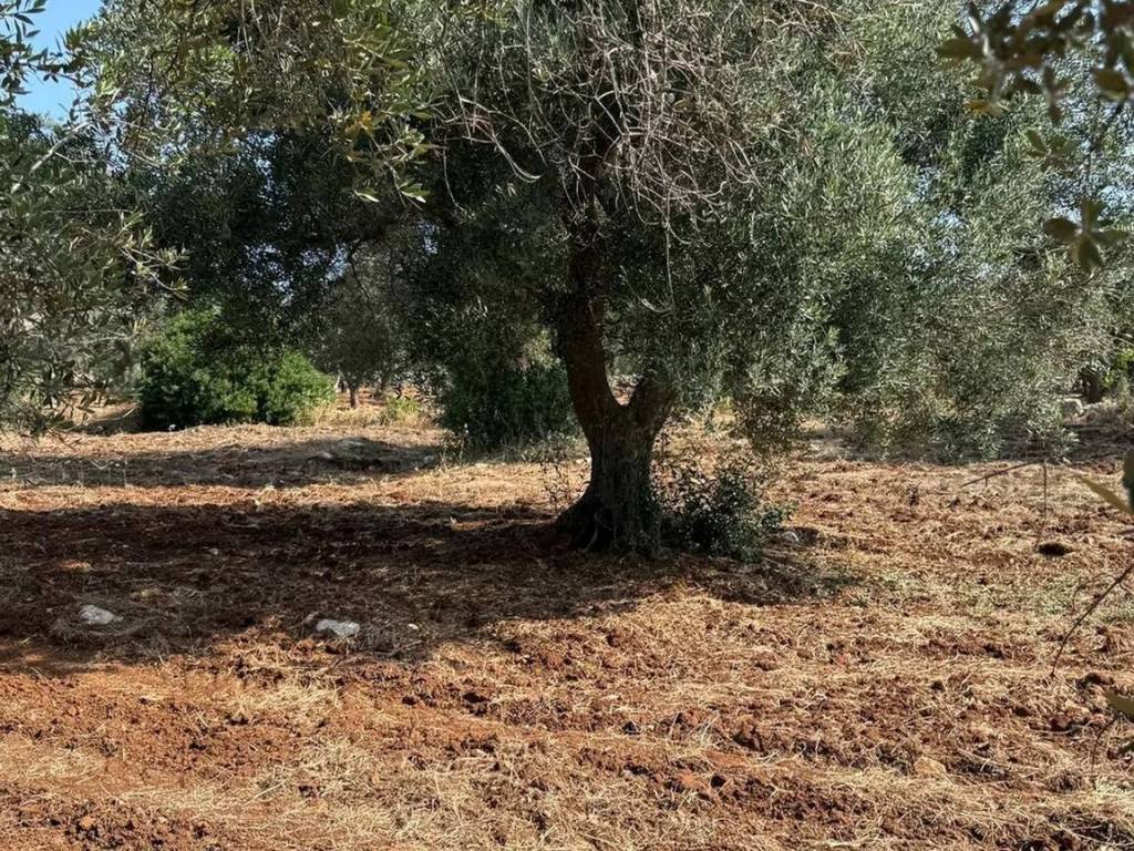 Rustico / casale a Carovigno in Contrada Sierri No Number - Foto 5