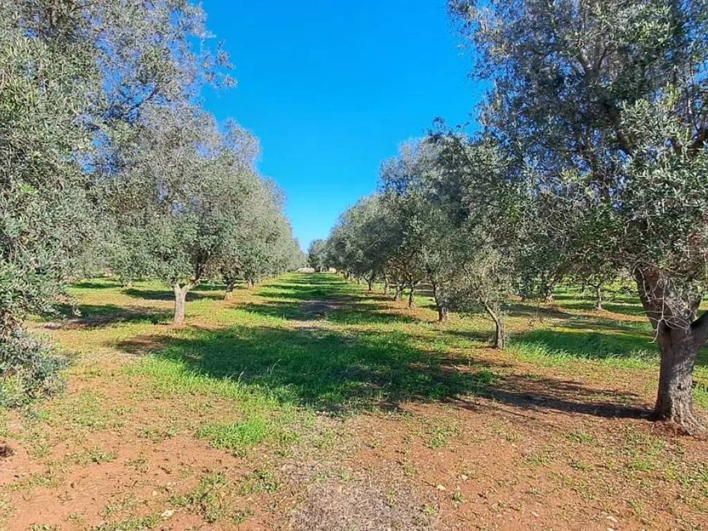 Rustico / casale a Carovigno in Contrada Favone - Foto 2