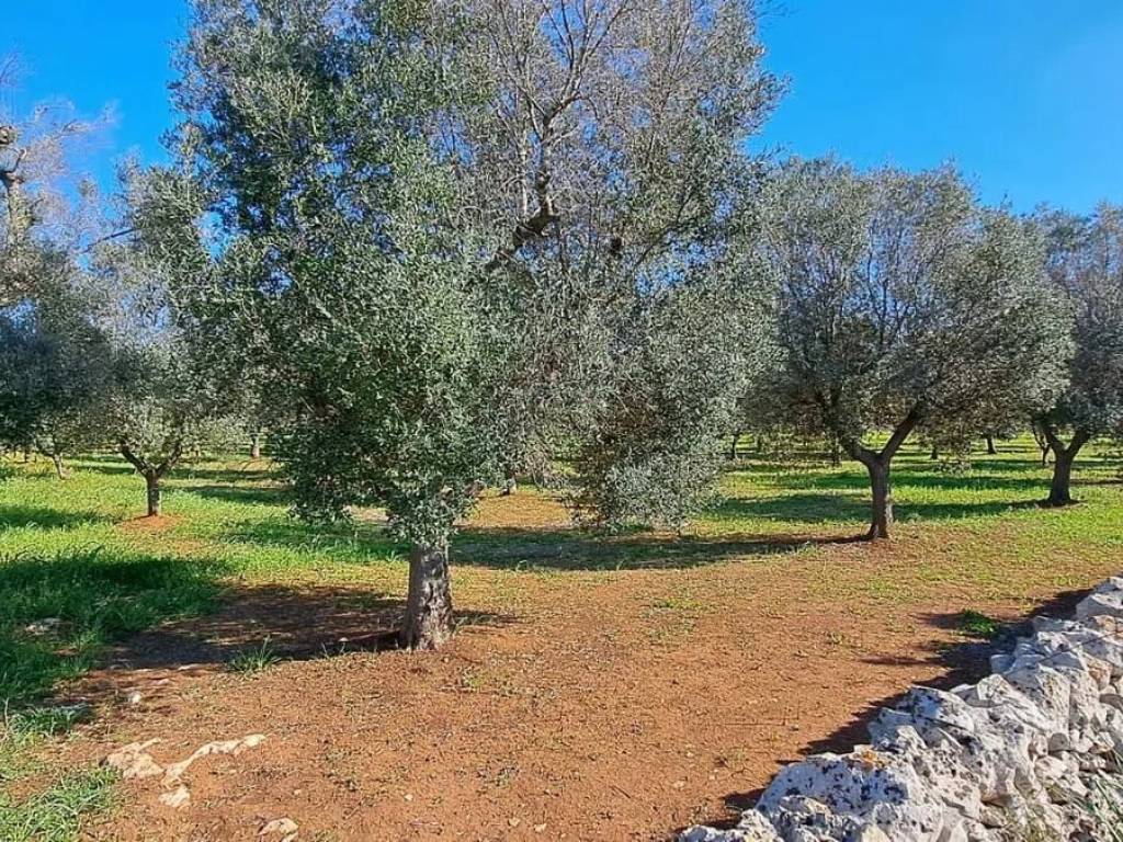 Rustico / casale a Carovigno in Contrada Favone - Foto 4