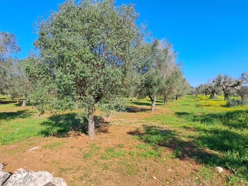 Rustico / casale a Carovigno in Contrada Favone - Foto 5
