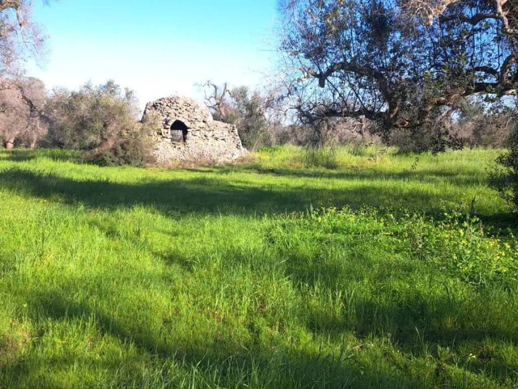 Rustico / casale a Carovigno in Contrada Marangella - Foto 2