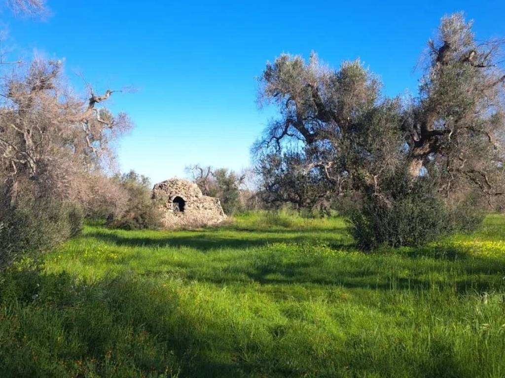 Rustico / casale a Carovigno in Contrada Marangella - Foto 3