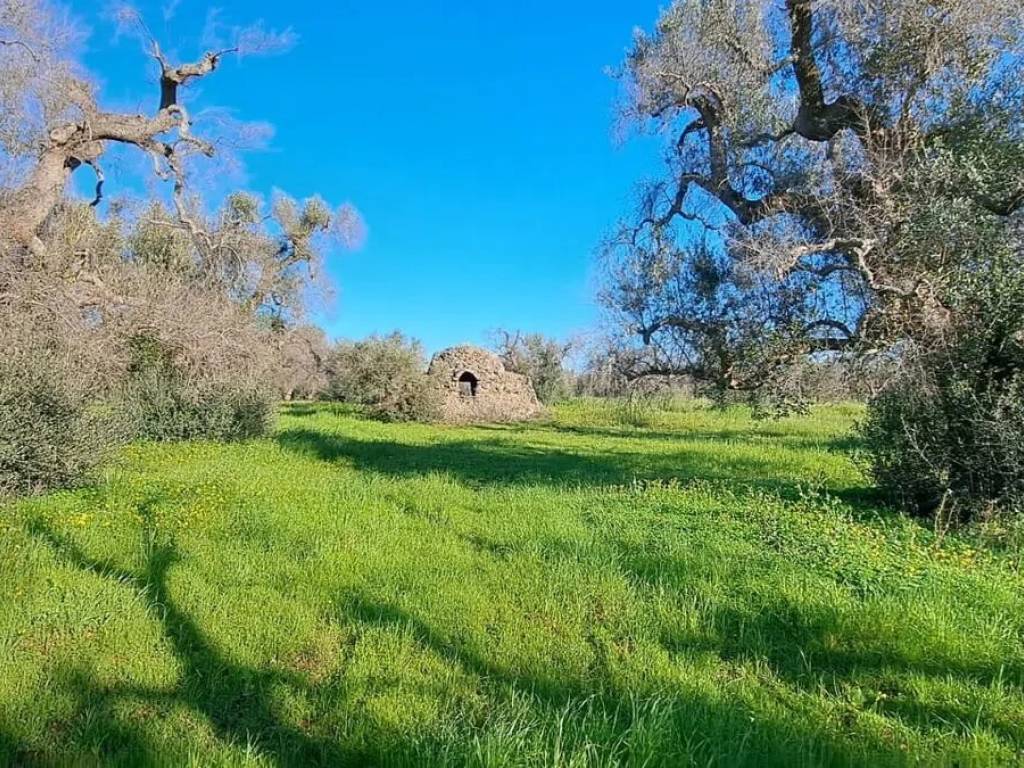 Rustico / casale a Carovigno in Contrada Marangella - Foto 4