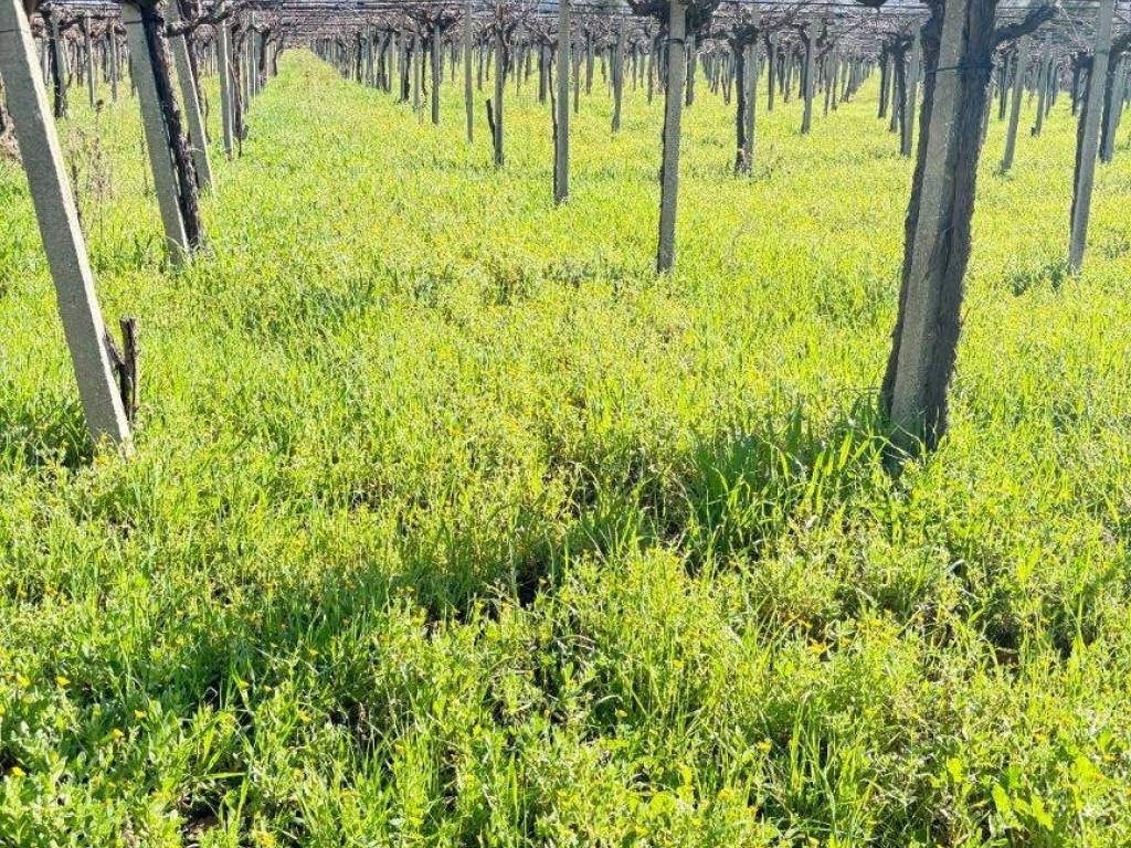 Terreno a Ortona in Strada Comunale Villa Magna - Foto 2
