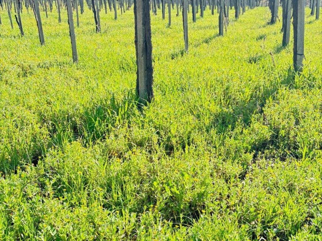 Terreno a Ortona in Strada Comunale Villa Magna - Foto 3