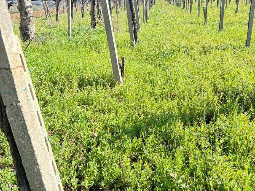 Terreno a Ortona in Strada Comunale Villa Magna - Foto 4