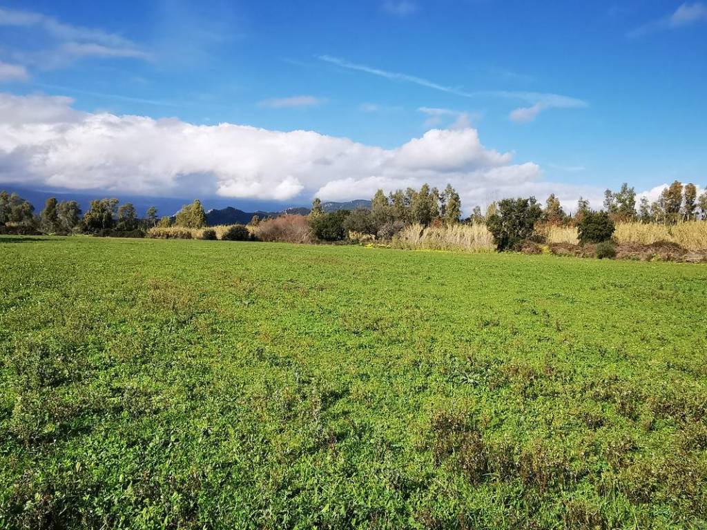 Terreno a Girasole in Strada Statale Orientale Sarda - Foto 4