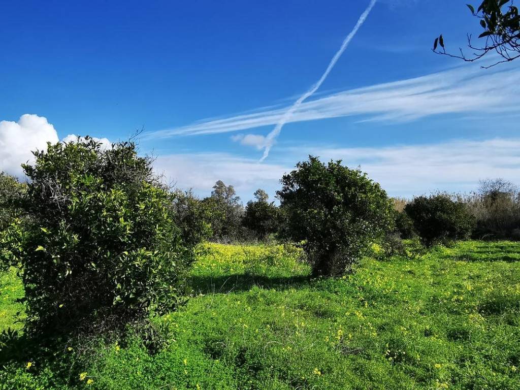 Terreno a Girasole in Strada Statale Orientale Sarda - Foto 5