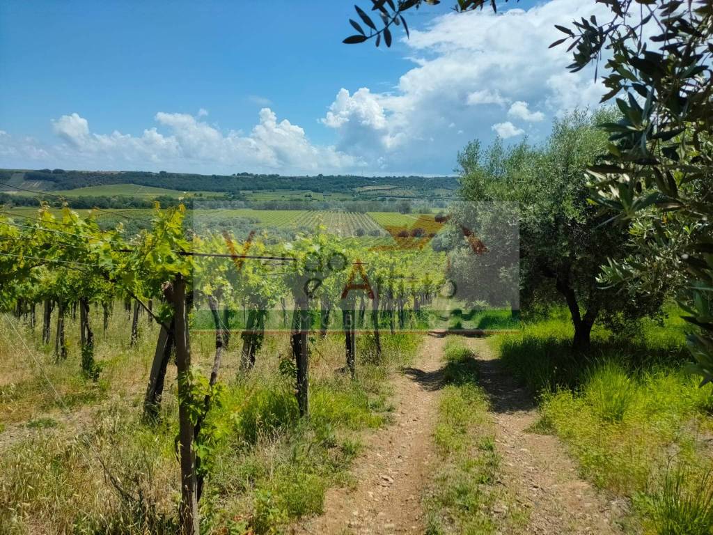 Terreno a Casalbordino - Foto 3