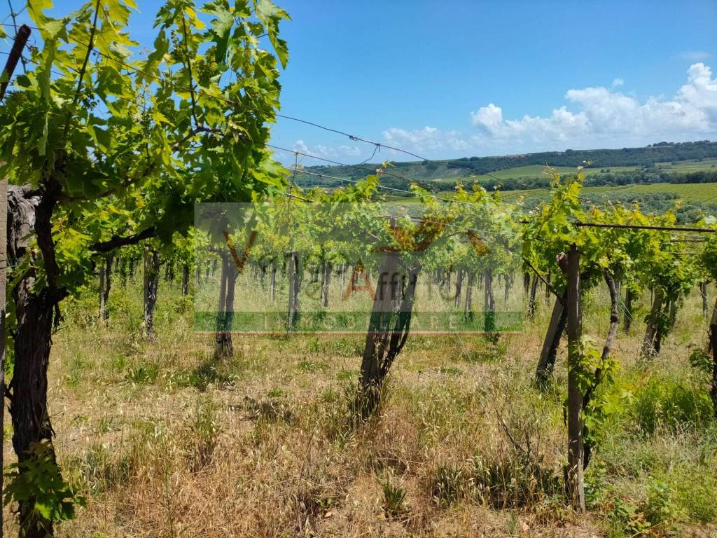 Terreno a Casalbordino - Foto 4