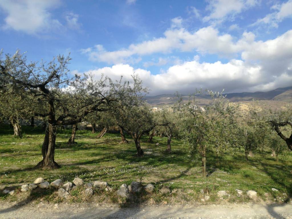 Terreno a Sant'agata de' goti in Via Tora Mazzoni - Foto 5