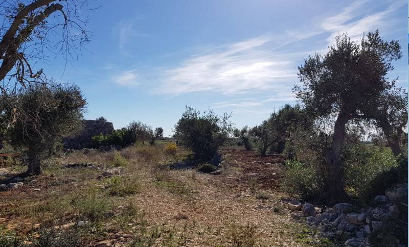 Terreno a Galatone - Foto 2
