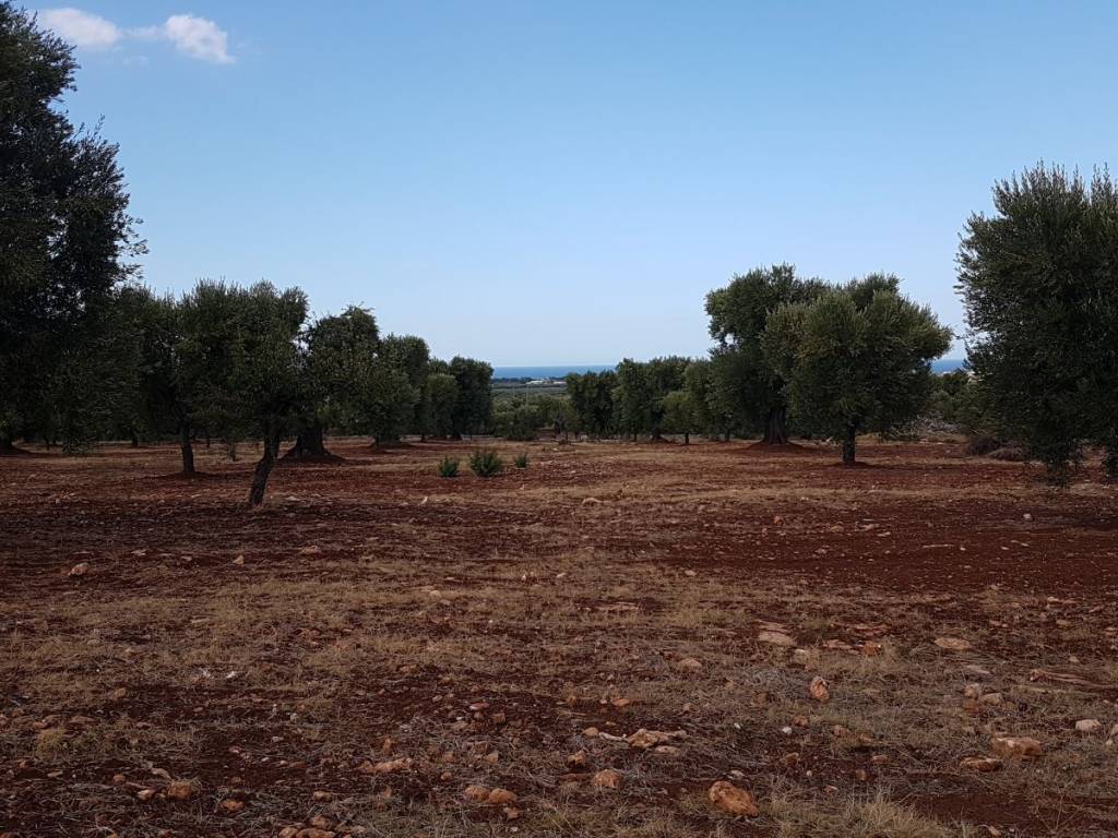 Terreno a Carovigno - Foto 2