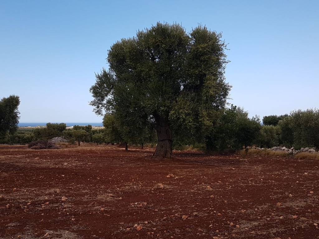 Terreno a Carovigno - Foto 3