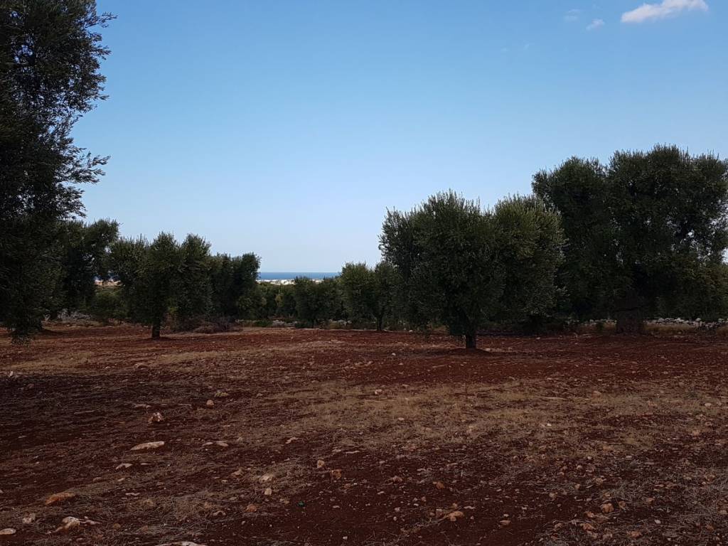 Terreno a Carovigno - Foto 4