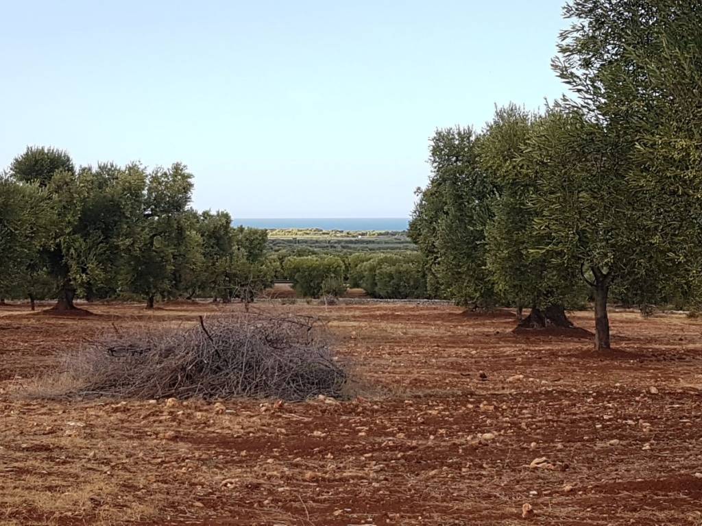 Terreno a Carovigno - Foto 5